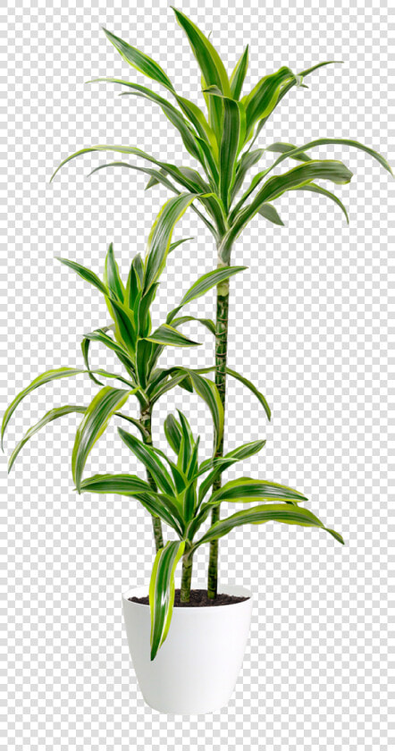 Dracaena Lemon Lime Big  HD Png DownloadTransparent PNG