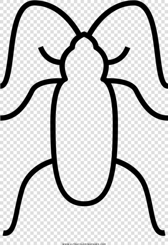 Cockroaches Coloring Page   Weevil  HD Png DownloadTransparent PNG