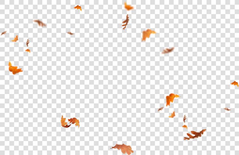 Leaves Falling Png   Overlay Fall Leaves Png  Transparent PngTransparent PNG