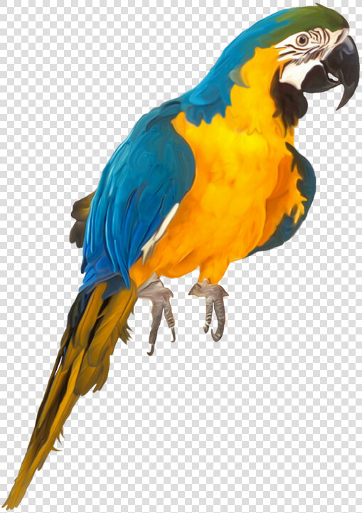 Oiseaux birds Parrots  Clip Art  Birds  Parrot  Illustrations    Parrot Psd  HD Png DownloadTransparent PNG