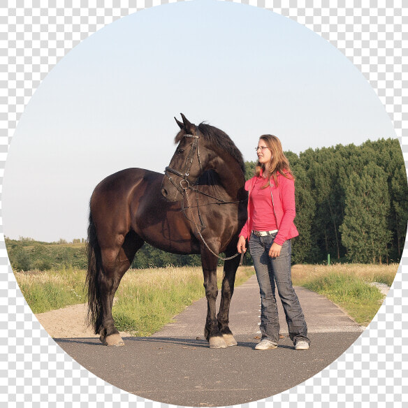 Animales Domesticos El Caballo  HD Png DownloadTransparent PNG