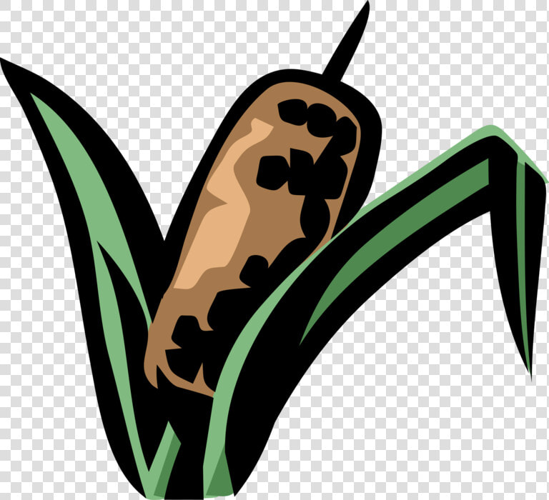 Vector Illustration Of Cattail Bulrushes Bulrush In  HD Png DownloadTransparent PNG