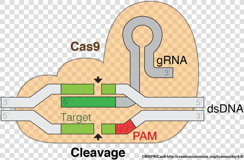 Investigate Png  Transparent PngTransparent PNG