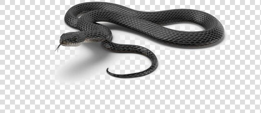 Black Mamba Snake Png Download Image   Black Mamba Snake Png  Transparent PngTransparent PNG