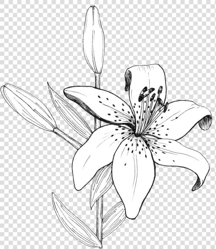 Lily Linedrawing   Tiger Lily Line Drawing  HD Png DownloadTransparent PNG