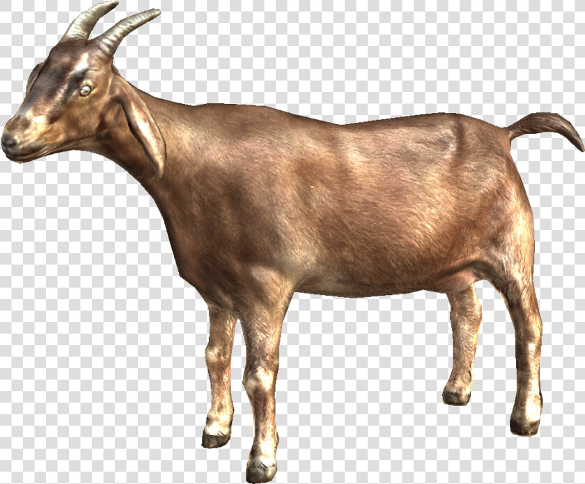 Mountain Goat Png   Goat Png  Transparent PngTransparent PNG