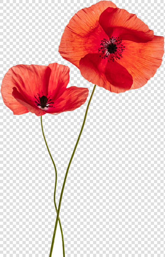 Common Poppy Flower Stock Photography Remembrance Poppy   Transparent Background Poppy Flowers Png  Png DownloadTransparent PNG