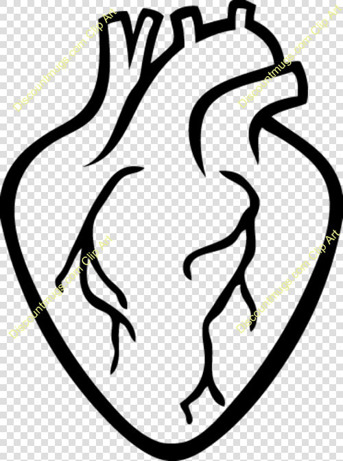 Transparent Realistic Heart Clipart   Real Heart Shape Outline  HD Png DownloadTransparent PNG