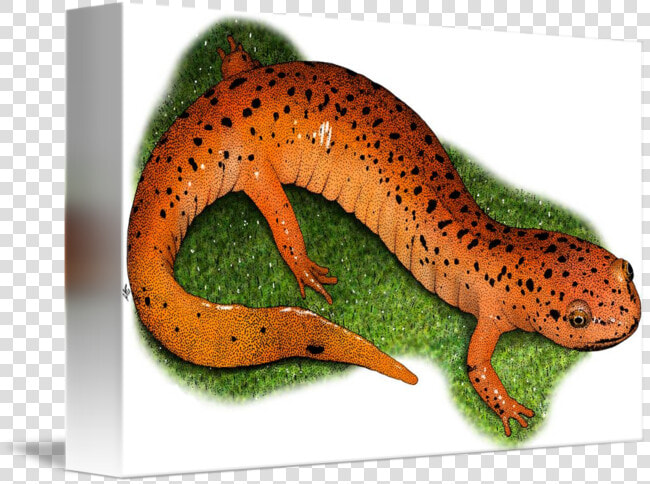 Amphibian Drawing Eastern Newt   Gecko  HD Png DownloadTransparent PNG