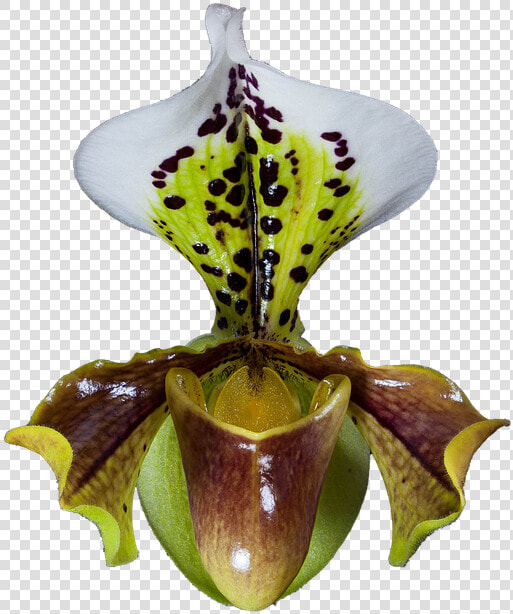 Orquídea  Frauenschuh  Orquídeas Phalaenopsis  Cerrar   Cypripedium  HD Png DownloadTransparent PNG