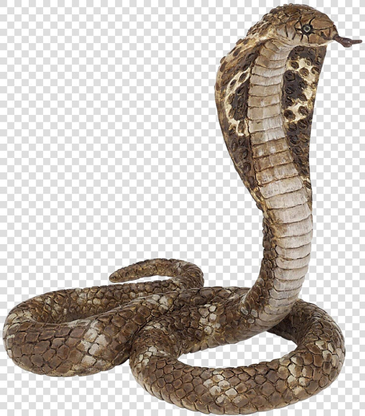 King Cobra Png Clipart   King Cobra Png  Transparent PngTransparent PNG