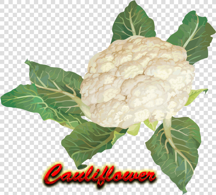 Cauliflower Png Hd   Cauliflower  Transparent PngTransparent PNG