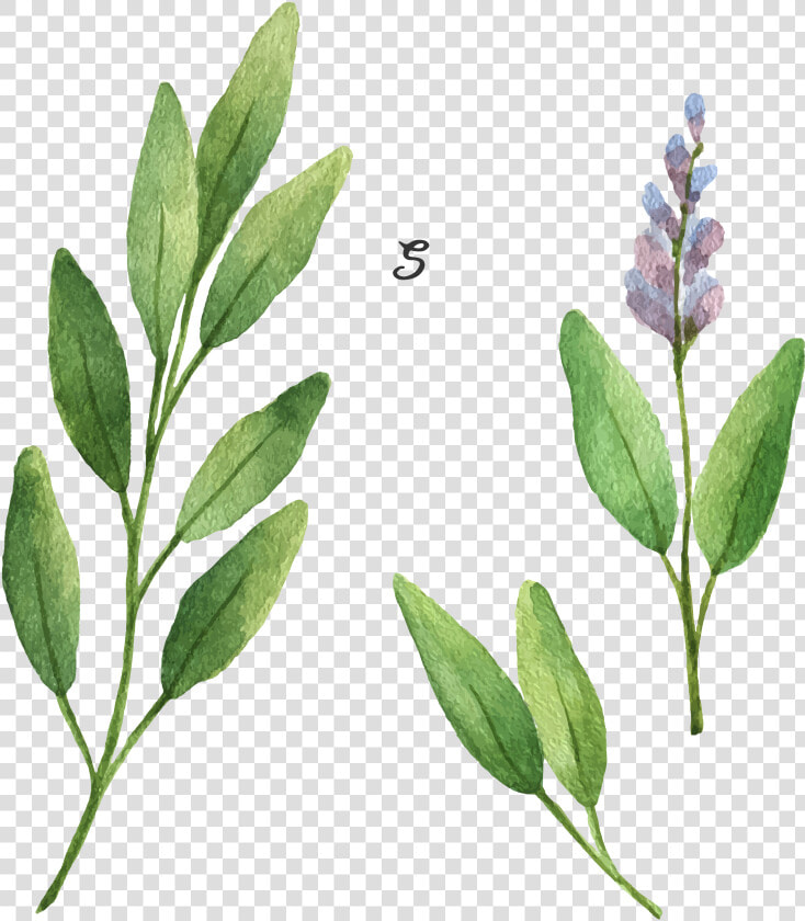 Common Sage Stock Illustration Drawing Illustration   Watercolor Sage Leaves  HD Png DownloadTransparent PNG