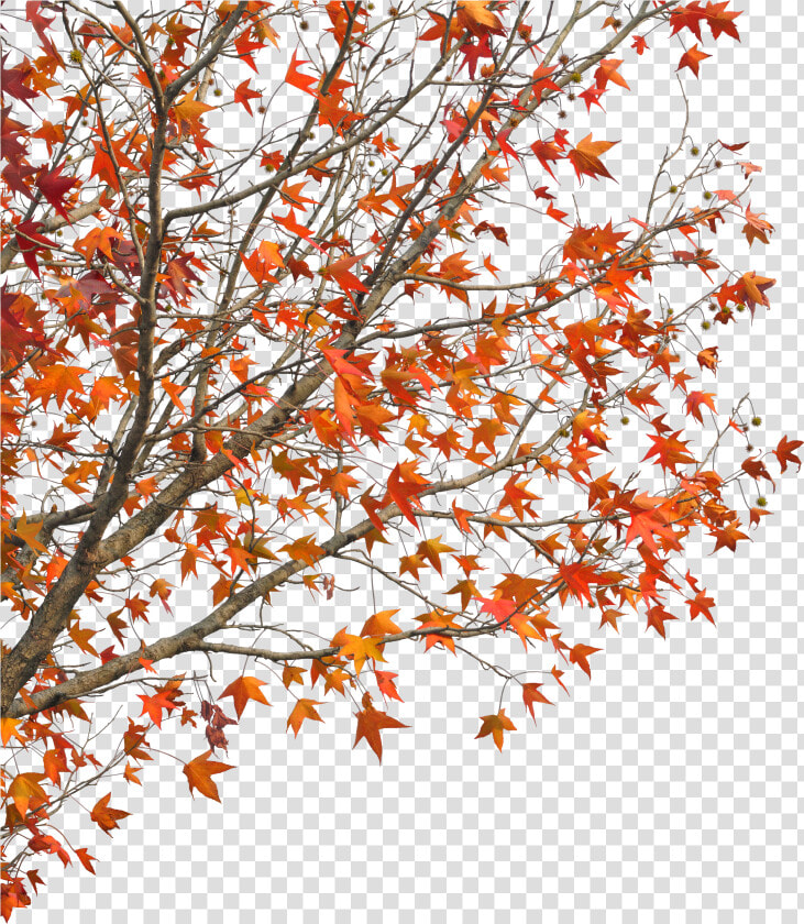 Clip Art Demaotang Maple Hotel Red   Autumn Tree Autumn Branches Transparent Png  Png DownloadTransparent PNG