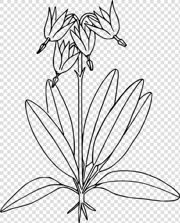 Line Art plant flower   Shooting Star Plant Drawing  HD Png DownloadTransparent PNG