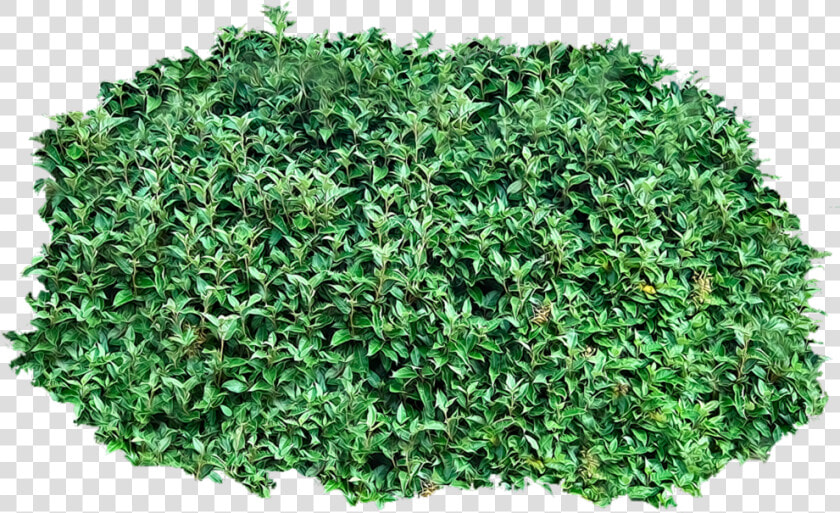 Shrub Clip Art   Transparent Background Bush Transparent  HD Png DownloadTransparent PNG