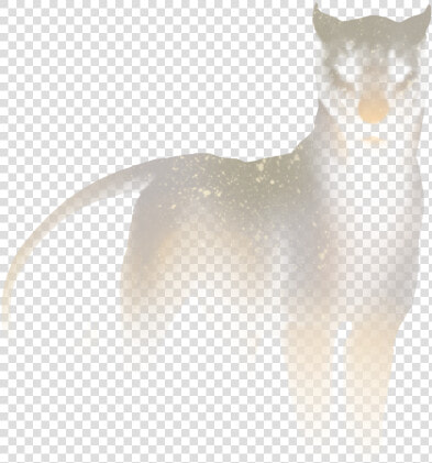 American Wirehair  HD Png DownloadTransparent PNG