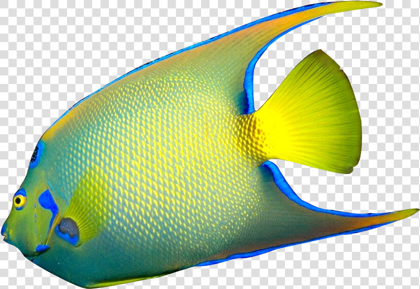 Download Angelfish Png File   Angel Fish On White Background  Transparent PngTransparent PNG