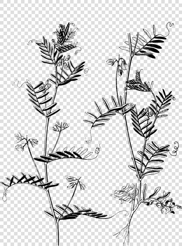 Lentil Plants Clip Arts   Lentil Plant Drawing  HD Png DownloadTransparent PNG