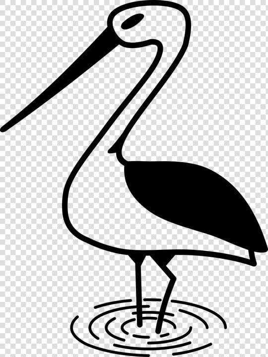 Stork  Bird  Nature  White Stork  Poland  Animal  Roam   صور لرسم طيور القلق  HD Png DownloadTransparent PNG