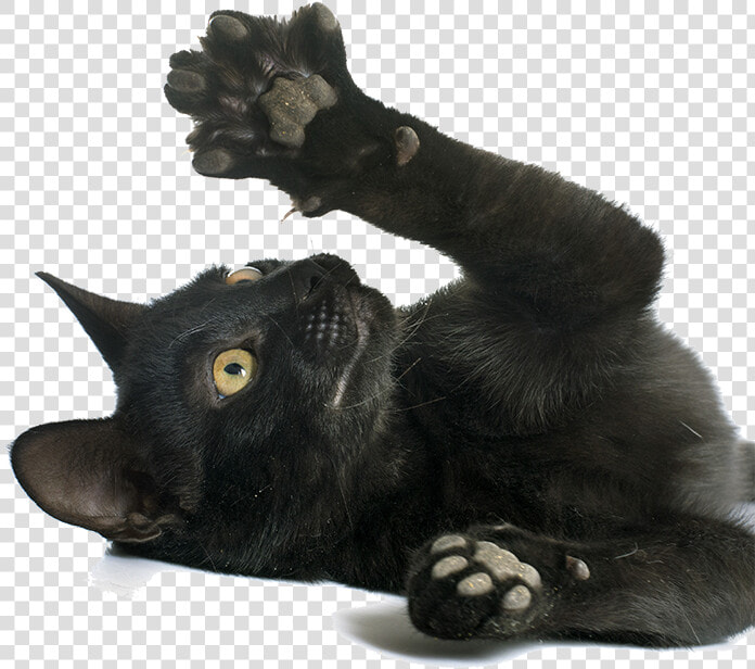 Cat Paws Png   Black Cat Paw Png  Transparent PngTransparent PNG