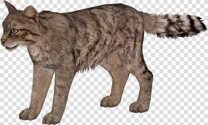 Wild Cats Png   Wild Cat Png  Transparent PngTransparent PNG