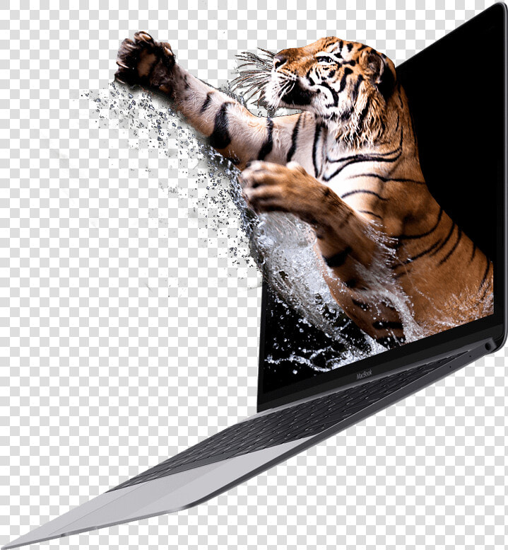 Transparent Jumping Tiger Png   Bengal Tiger  Png DownloadTransparent PNG