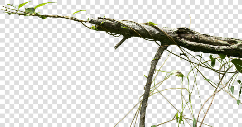 Vine  Cutout  Branch  Nature  Backdrop   Branch Vines  HD Png DownloadTransparent PNG