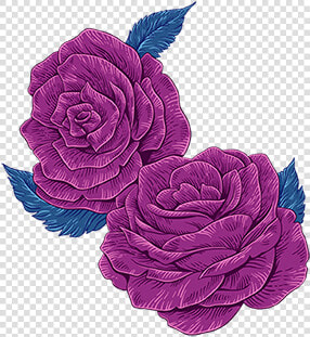 Rosa × Centifolia  HD Png DownloadTransparent PNG