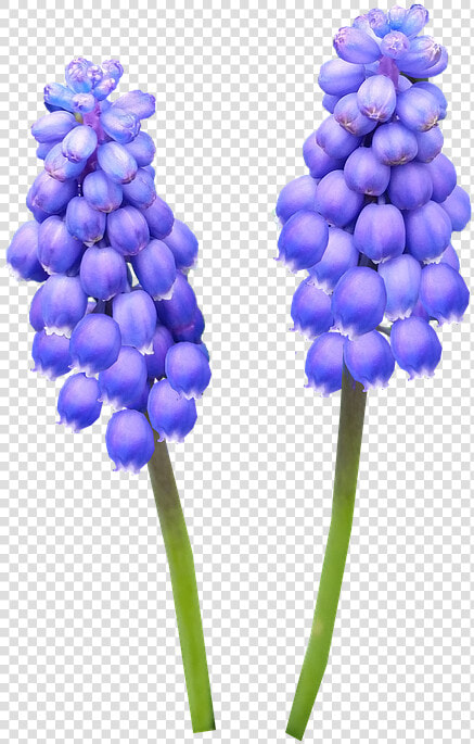 Hyacinth  Bulb  Blue  Flower   Grape Hyacinth Png  Transparent PngTransparent PNG