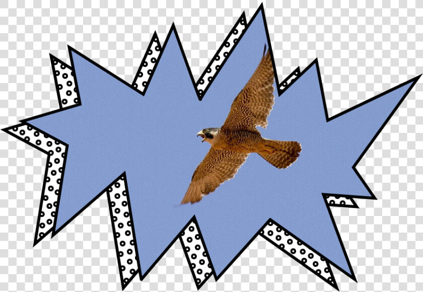 Red tailed Hawk  HD Png DownloadTransparent PNG