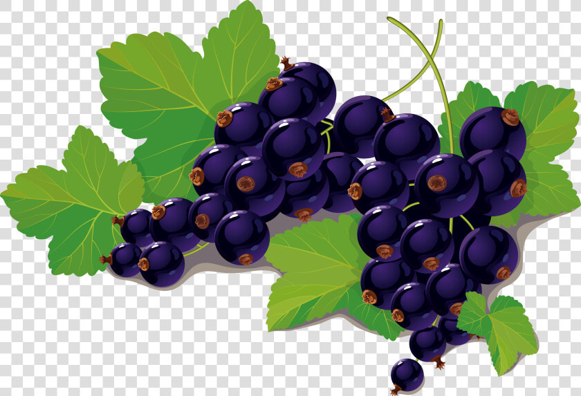 Blueberry Vector   Black Currant Fruit Leaf Png  Transparent PngTransparent PNG