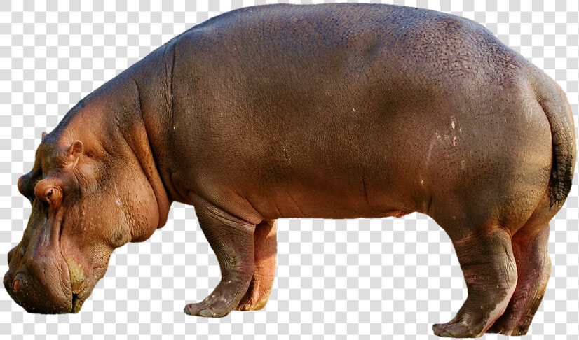 Hippopotamus  Hippo  Mammal  Zoo  Africa  Animal World   Hippopotamus Png  Transparent PngTransparent PNG