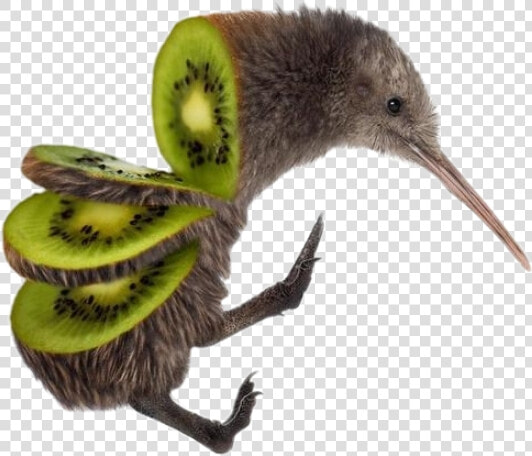  kiwi  bird  fun   Kiwi Bird Sliced  HD Png DownloadTransparent PNG