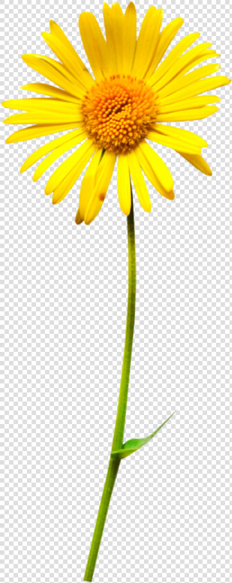 Oxeye Daisy Flower Clip Art   Oxeye Daisy  HD Png DownloadTransparent PNG