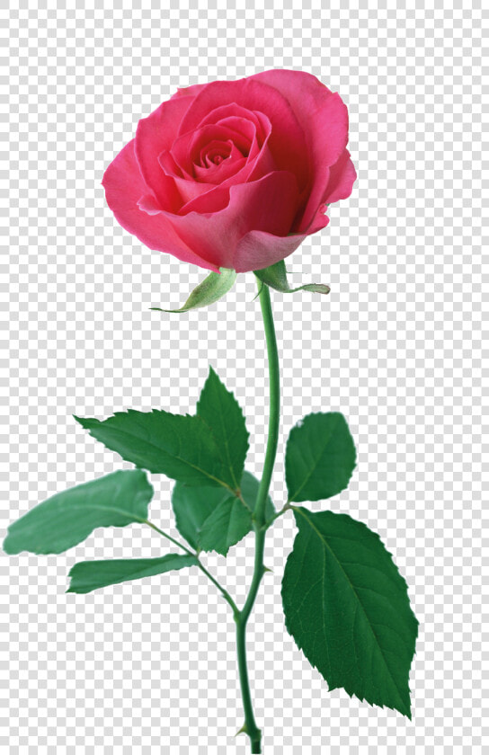 Rosa Roja Cartoon Png Transparente   Открытка Самой Лучшей Доченьке  Png DownloadTransparent PNG