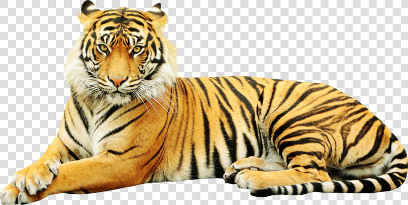 Sumatran Tiger Zoo Wildlife Sticker White Tiger   Point Defiance Zoo  amp  Aquarium  HD Png DownloadTransparent PNG