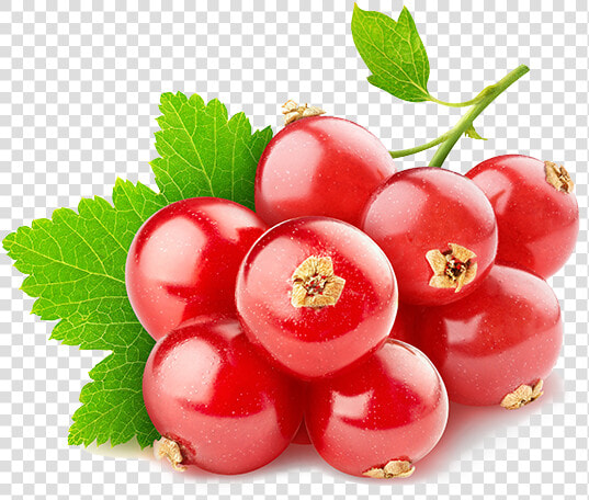 Red Currant Png  Transparent PngTransparent PNG