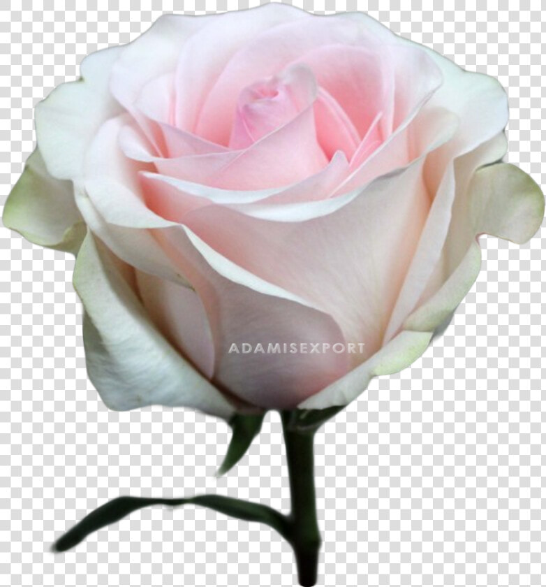 Floribunda  HD Png DownloadTransparent PNG