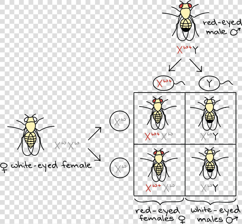 Female Chromosome Symbol   Fruit Fly Thomas Hunt Morgan  HD Png DownloadTransparent PNG