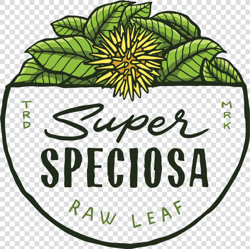 Gmp 3   Super Speciosa  HD Png DownloadTransparent PNG