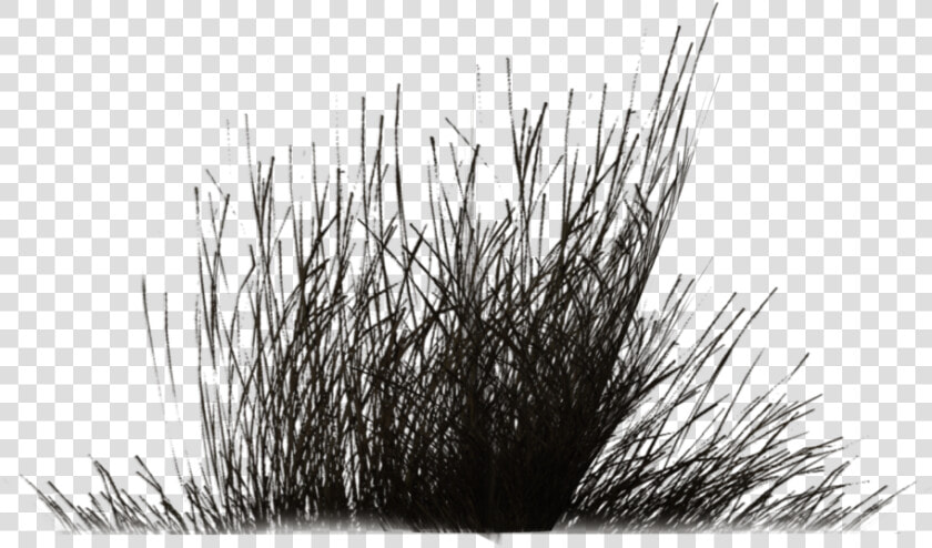 Shrubs Clipart Black And White  HD Png DownloadTransparent PNG