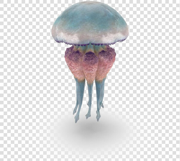 Jellyfish Free Png Image   Jellyfish  Transparent PngTransparent PNG