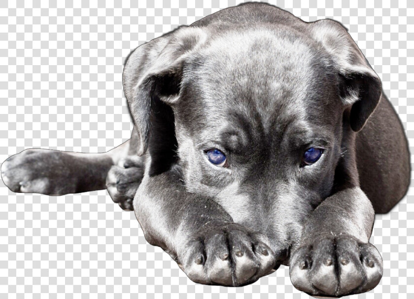 Dog Cute Puppy Lab Labrador Labradorretriever   Labrador Retriever  HD Png DownloadTransparent PNG