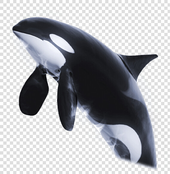 Orca Png Page   Orca Transparent Png  Png DownloadTransparent PNG