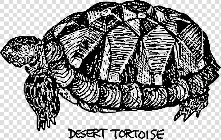 Desert Tortoise   Tortuga De Desierto Dibujo  HD Png DownloadTransparent PNG