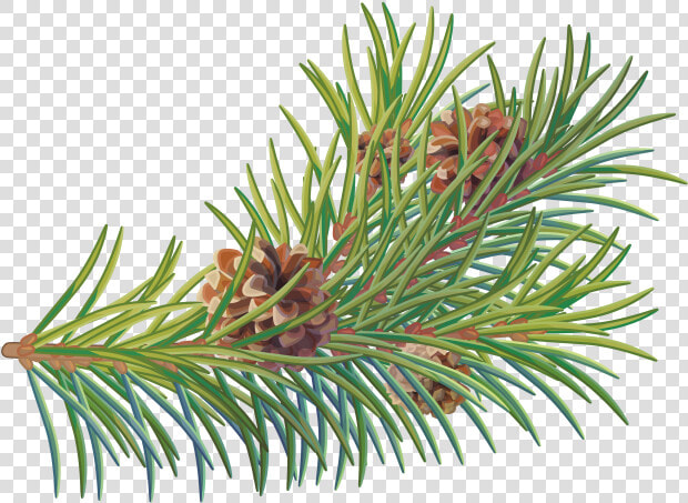 Two Needle Pinyon Pine  HD Png DownloadTransparent PNG