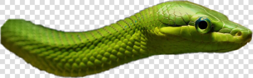  animals  reptile  snake  green   Western Green Mamba  HD Png DownloadTransparent PNG