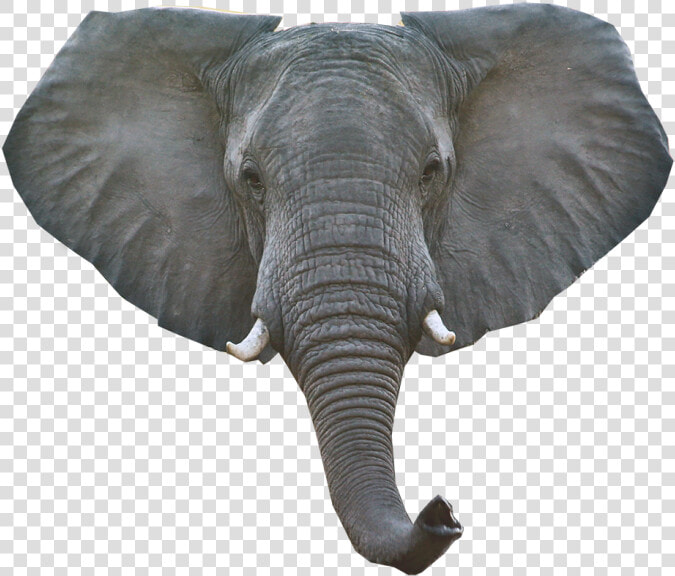 Transparent Elephant Head Clipart   Elephant Head Png  Png DownloadTransparent PNG