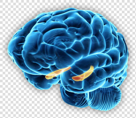 Brain   Brain Hippocampus Png  Transparent PngTransparent PNG